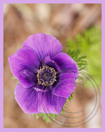 A purple beauty