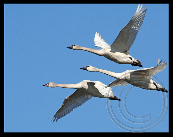 Tundra Swans