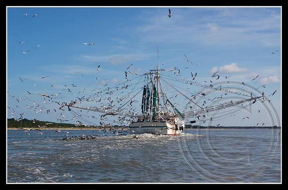How many birds is that?