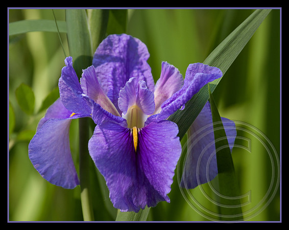 Iris