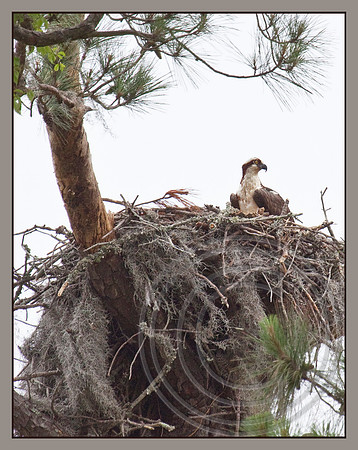 Nesting