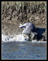 Strand feeding