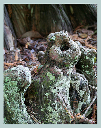 Cypress knee creatures