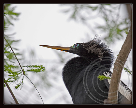Anhinga male